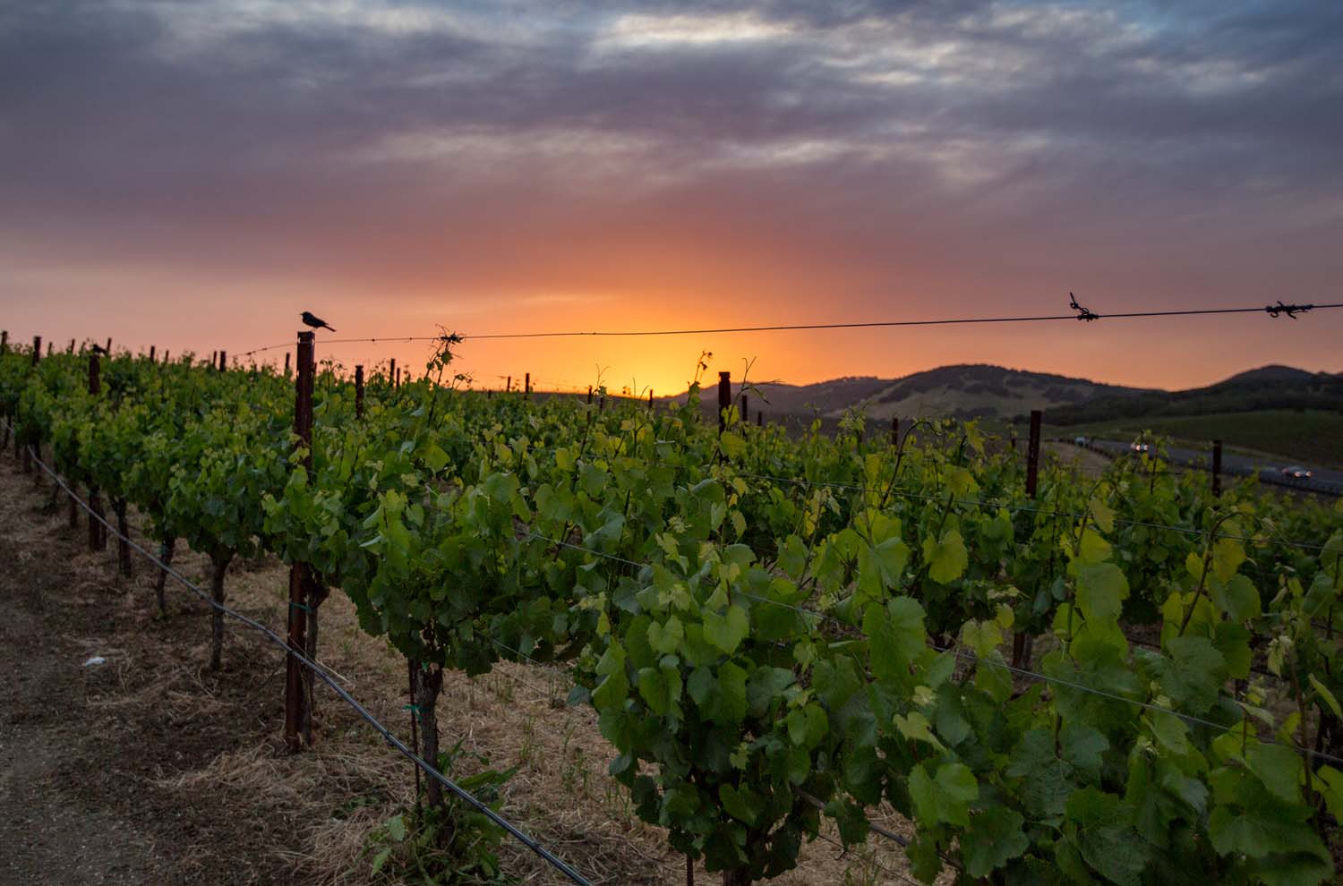 Sunset over vineyard