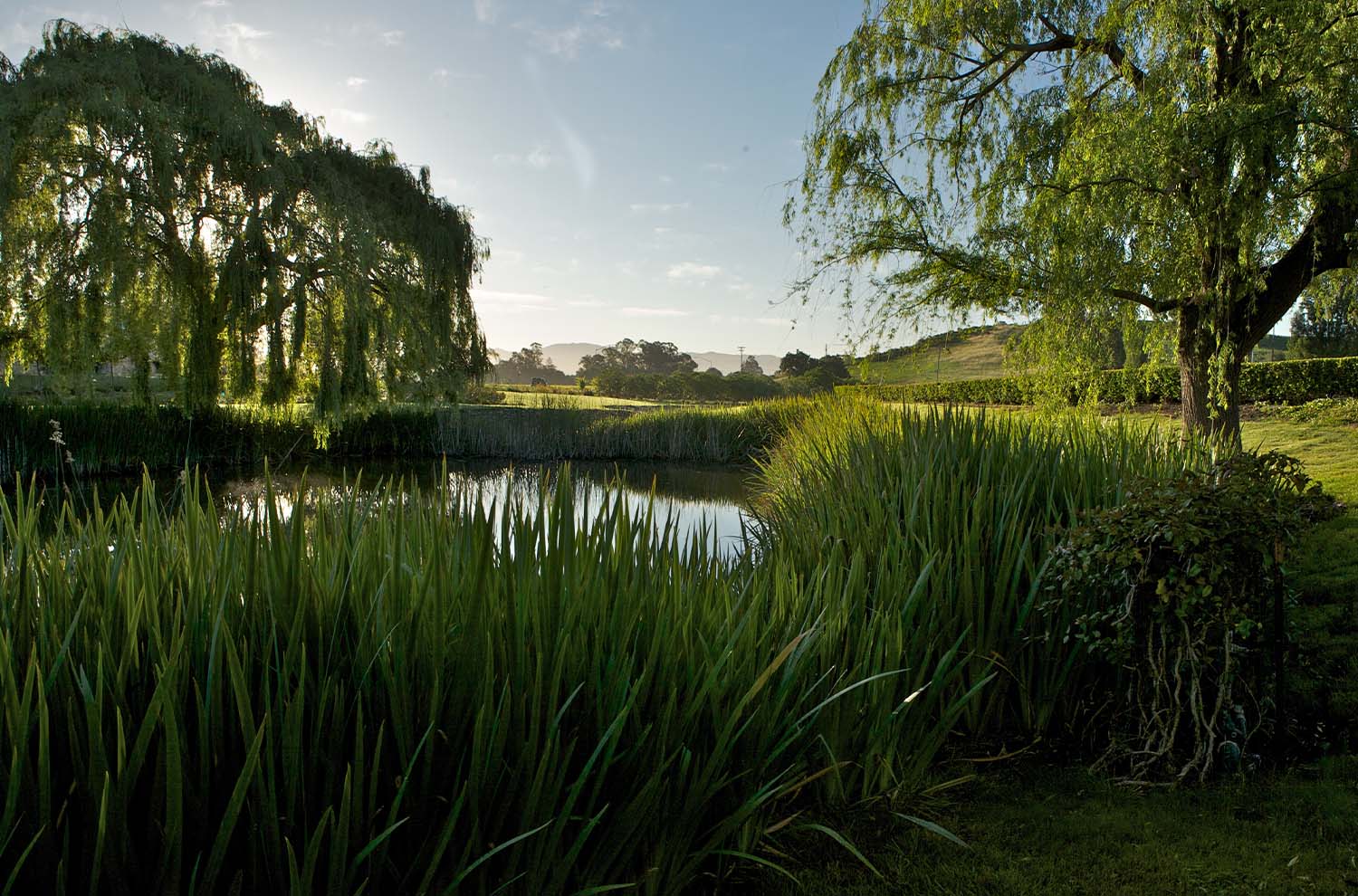 Domaine Carneros Pond 