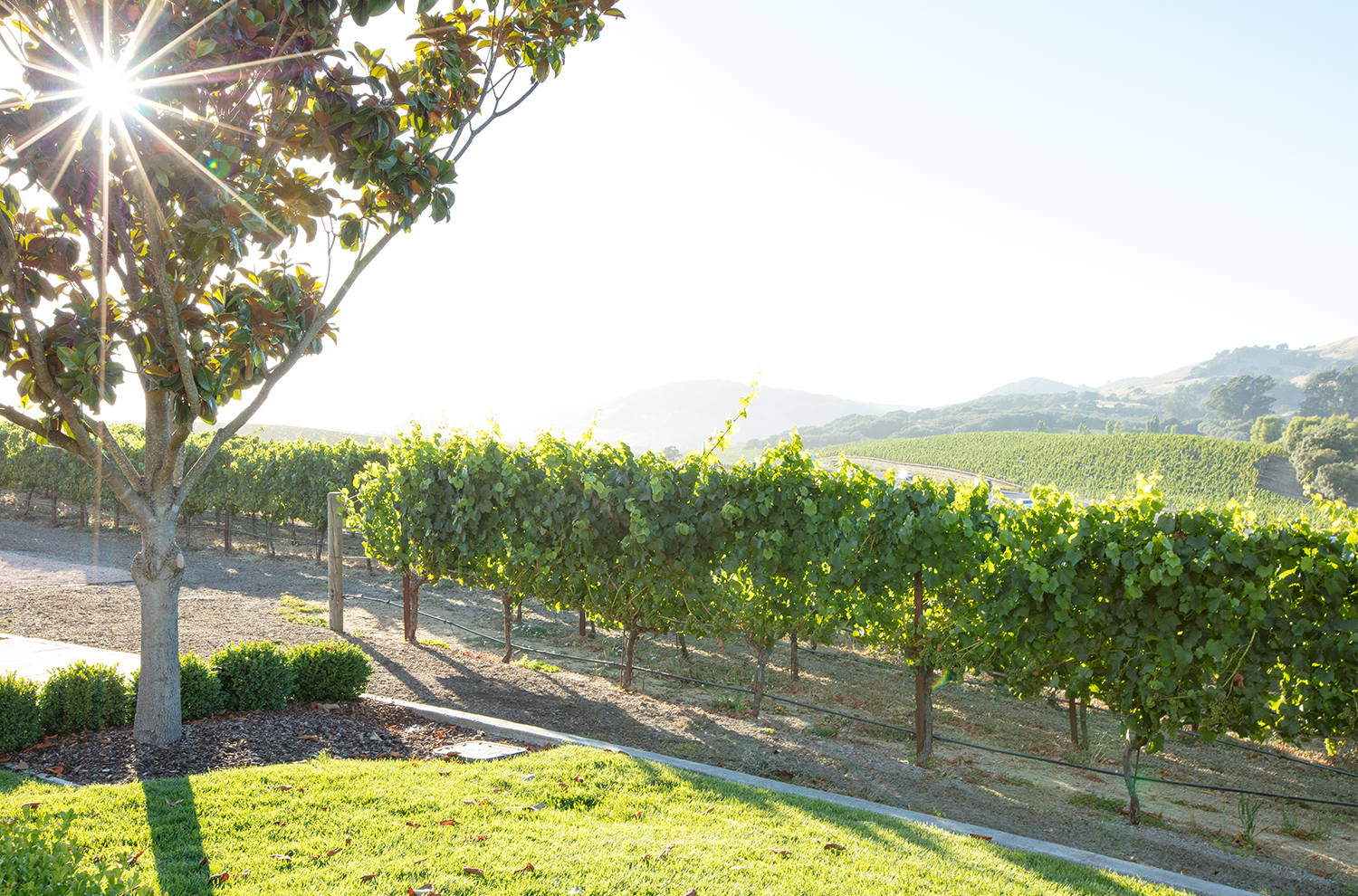 Estate vineyards with Magnolia tree and sun shining