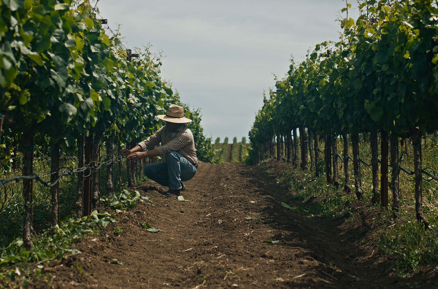 Carneros AVA vineyards