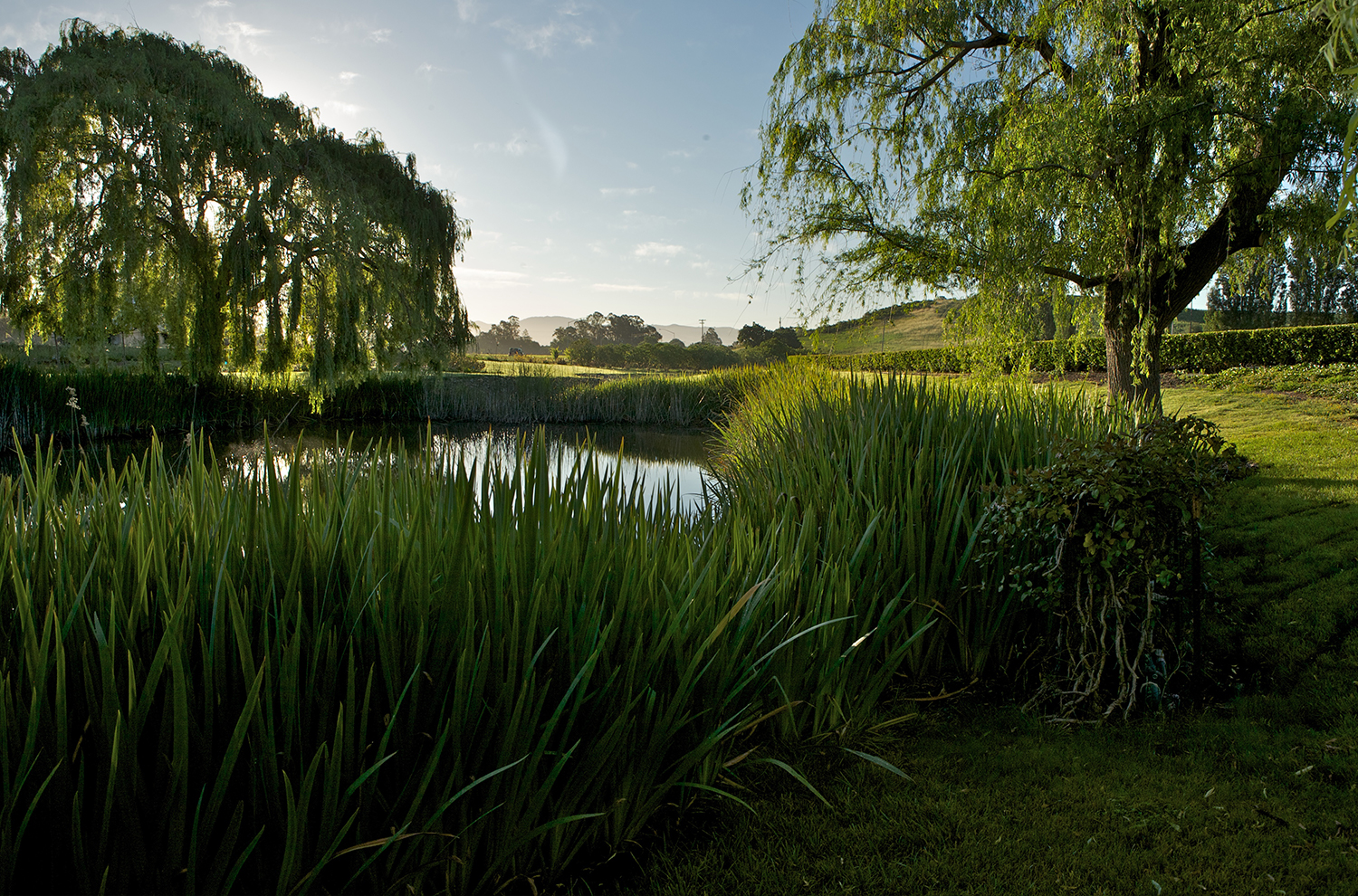 Domaine Carneros Property and Pond 