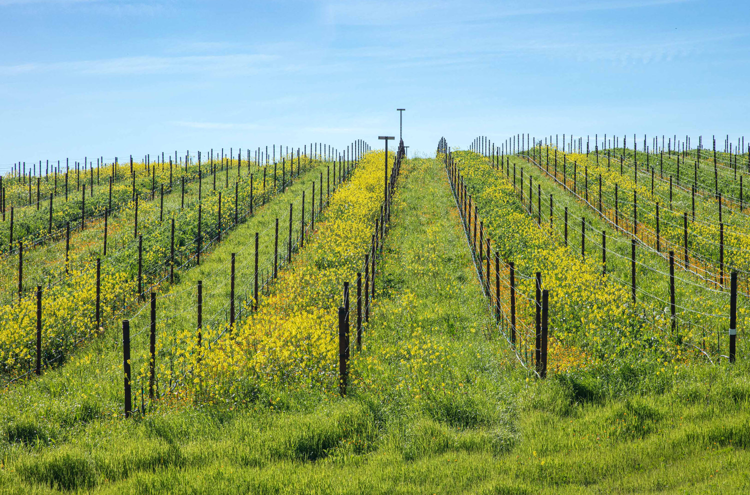 Cover crop between vineyard rows on hillside