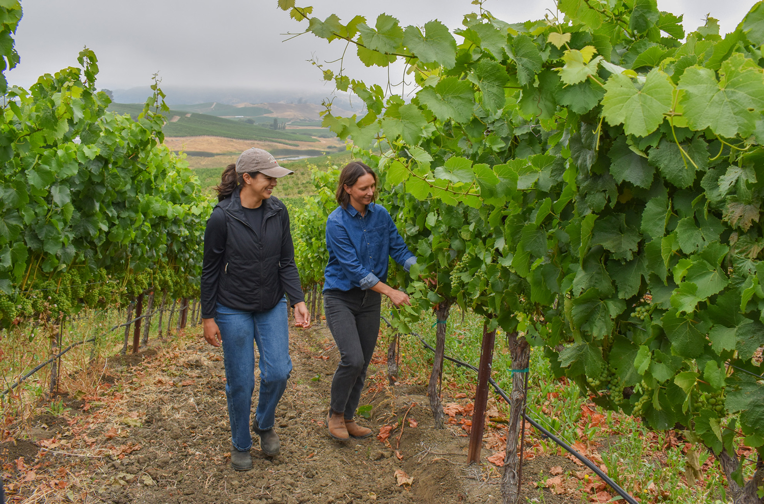 Want to Experience These Vineyards for Yourself?