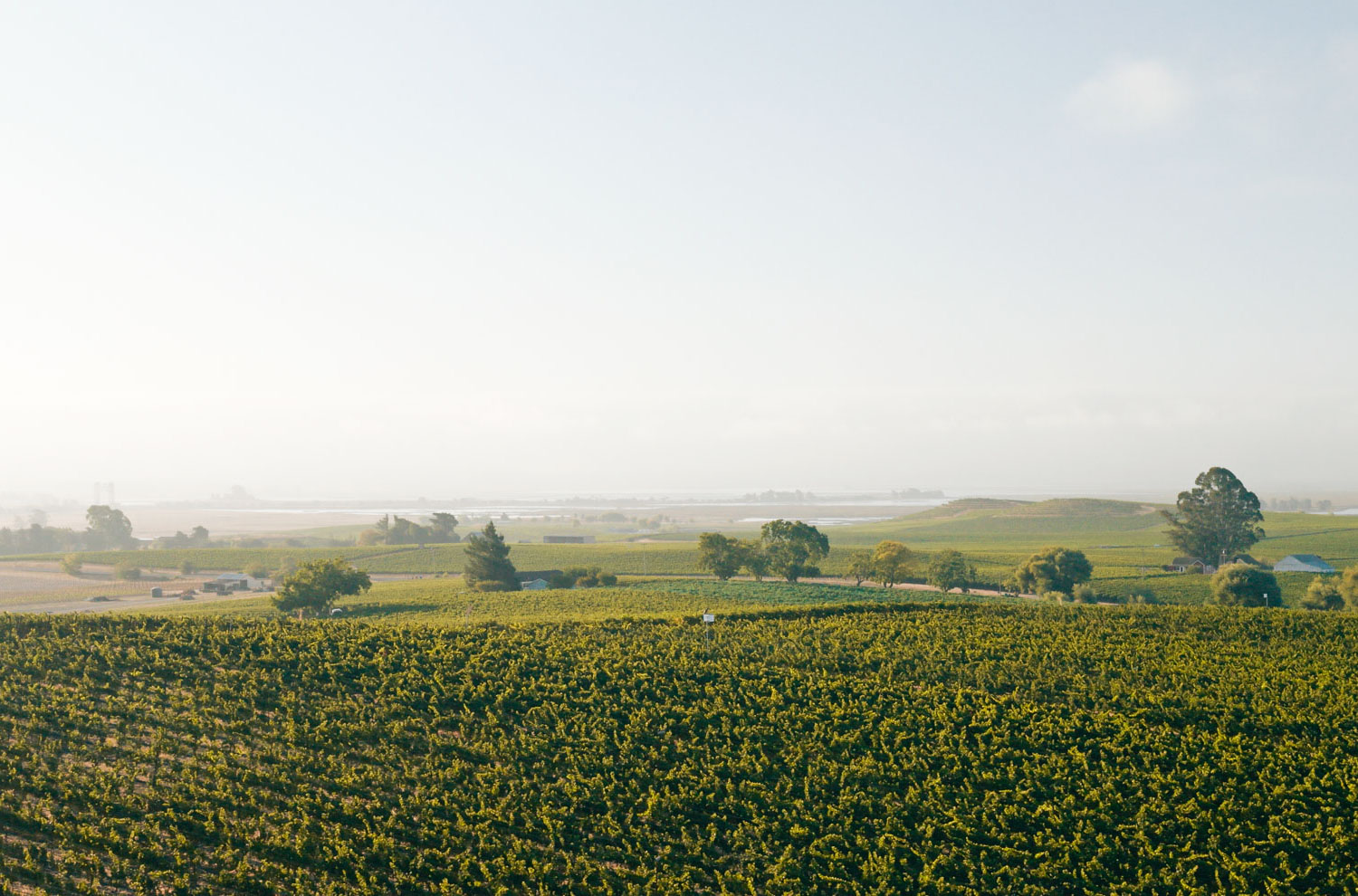 A Wine To Share