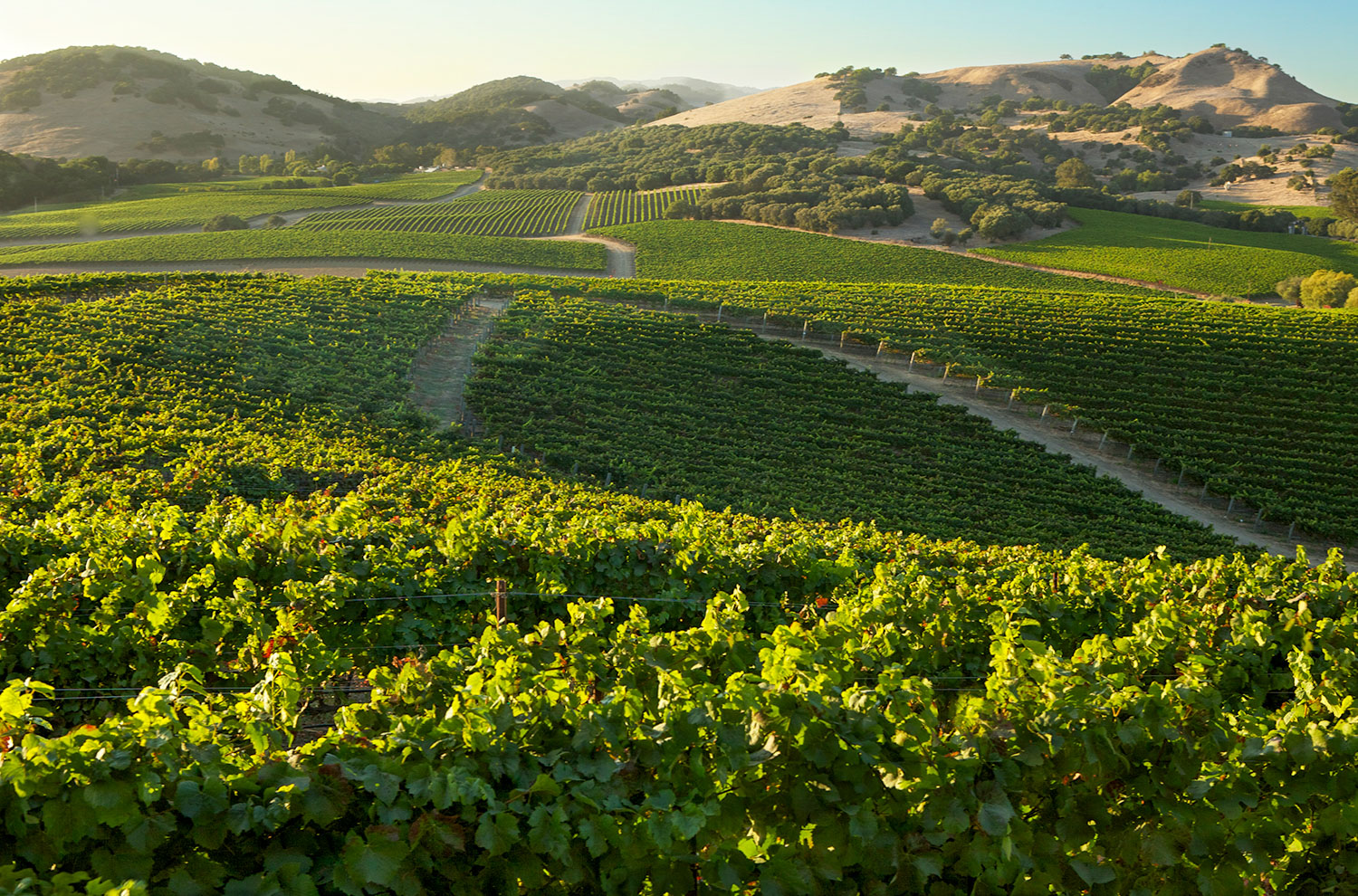 Domaine Carneros Estate Vineyard