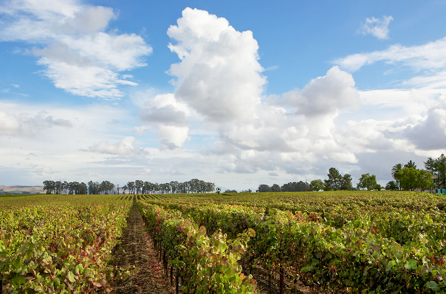 La Rocaille Vineyard 