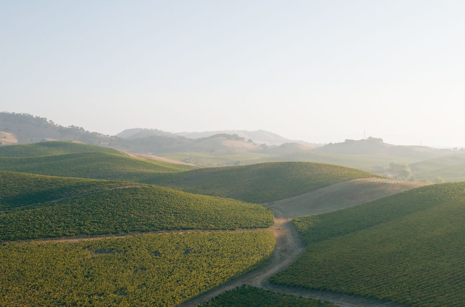 Le Ciel Serein vineyard
