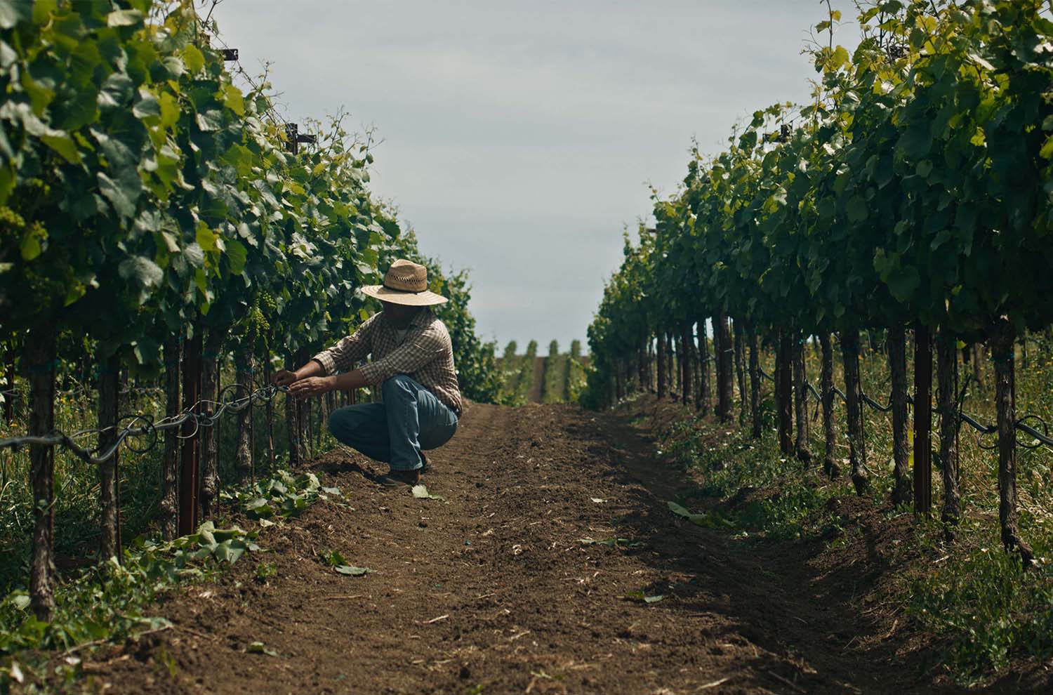Vineyard row with employee checking irrigation tubes